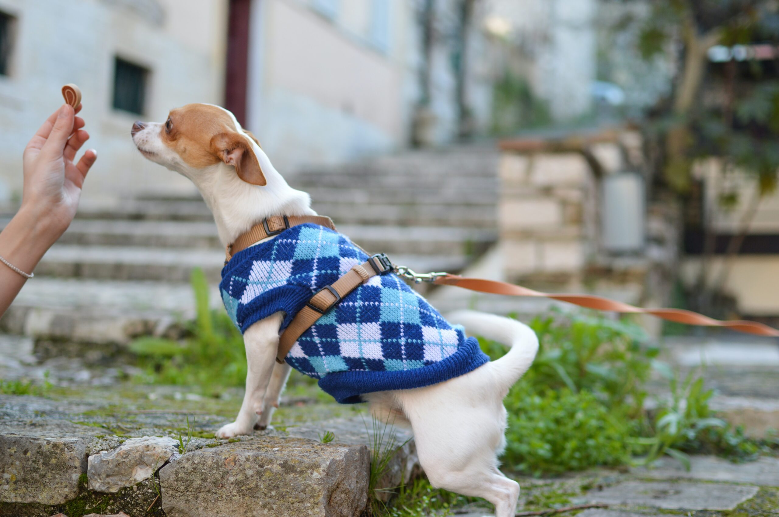 Are Your Pets Wearing Sweaters This Winter? Learn How to Clean Your Pets’ Clothes